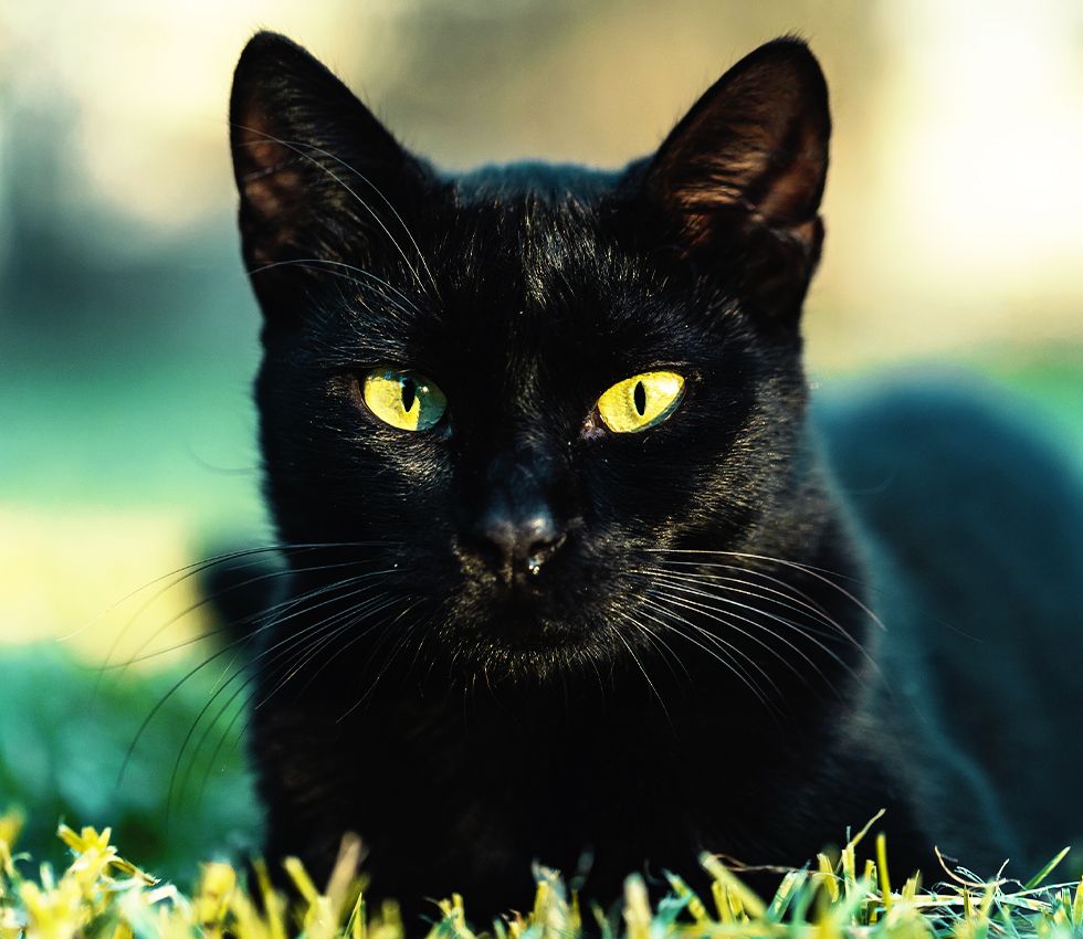 beautiful black cat sitting on green grass