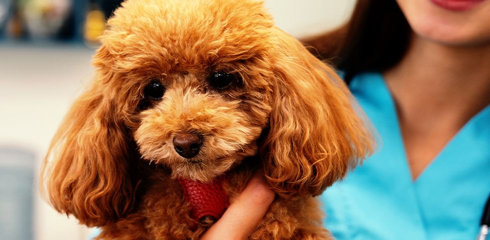 vet holding brown poodle dog
