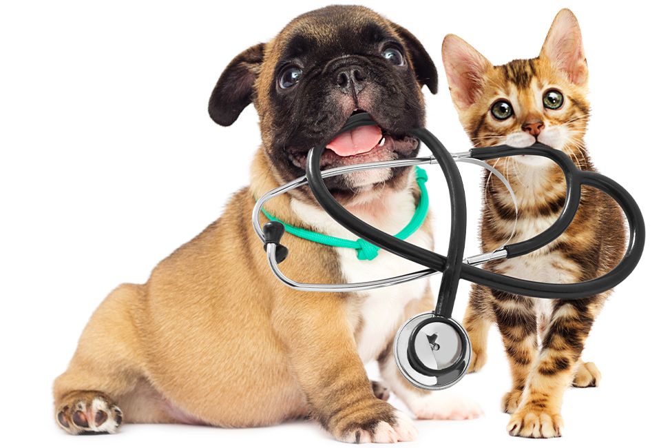adorable dog and kitten holding a stethoscope