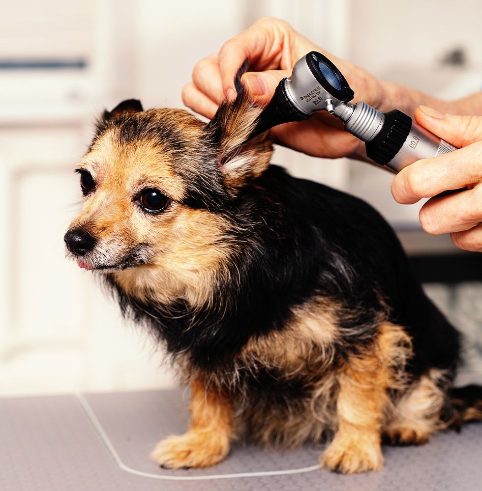 A veterinarian at 4 Pets Animal Clinic, serving Tamarac, Coral Springs, North Lauderdale, and surrounding Florida areas, examines a dog for pet allergy testing and treatment.