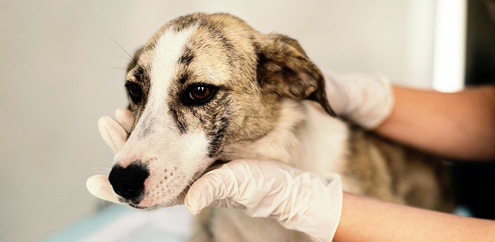 veterinarian holding sick dog