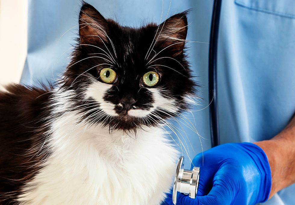 black and white cat at the vet