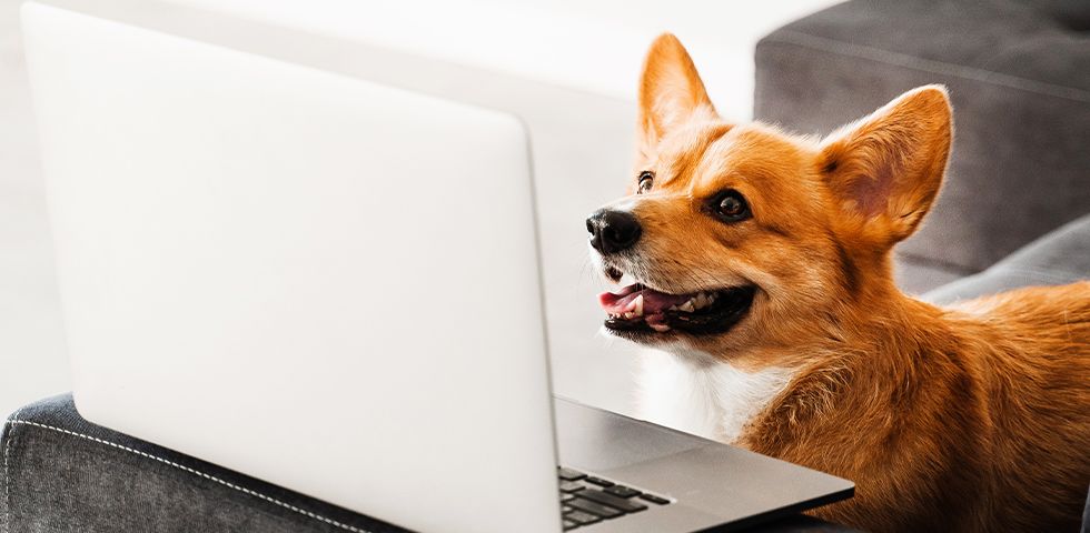 corgi dog front a laptop