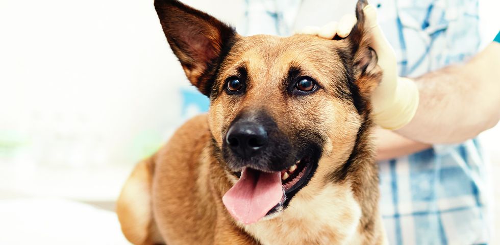 beautiful dog smiling at the vet