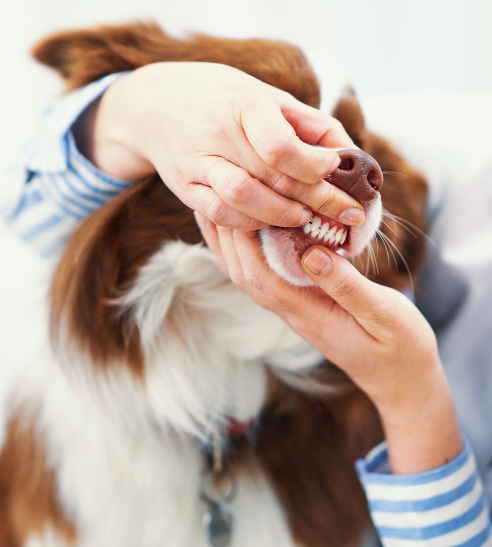 A veterinarian at 4 Pets Animal Clinic, serving Tamarac, Coral Springs, North Lauderdale, and surrounding Florida areas, provides a pet dental exam for a dog.