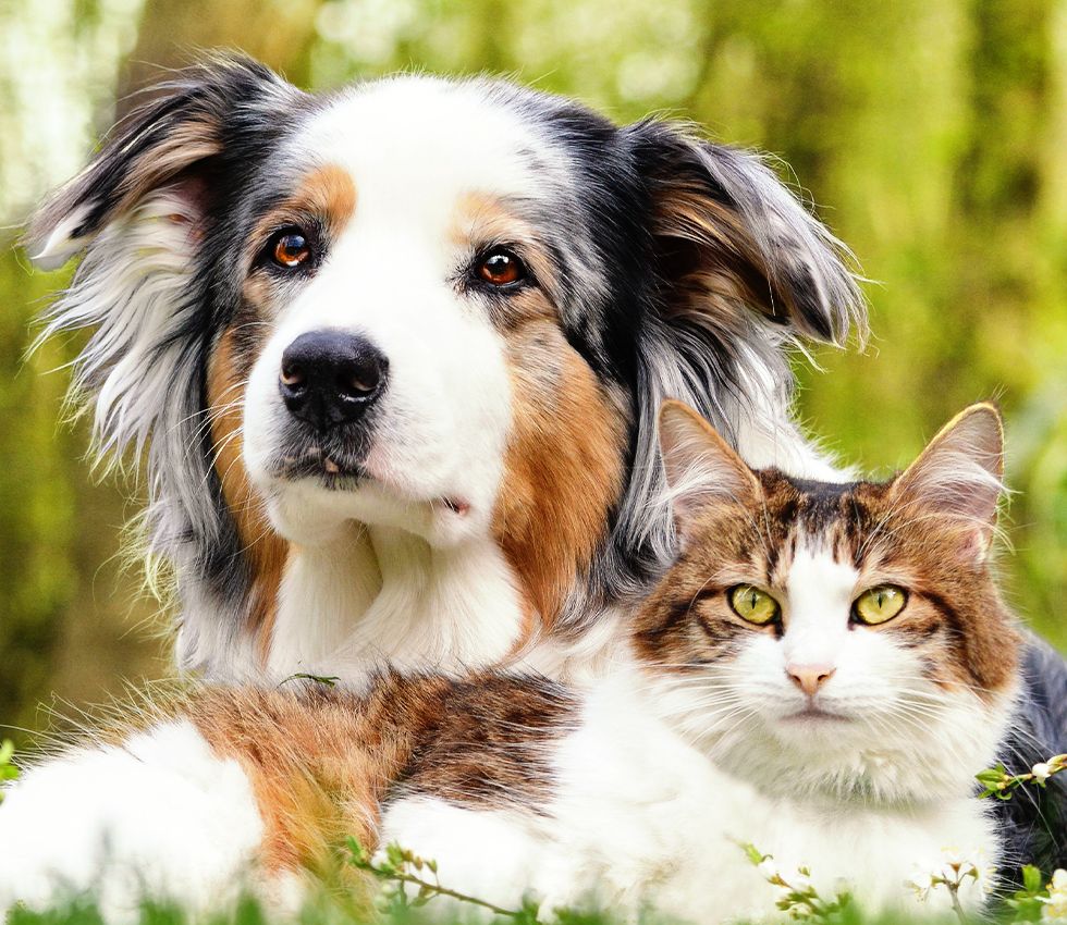 dog and cat together sitting on the green grass