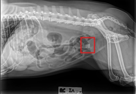 bladder_stone_20241016-192221_1