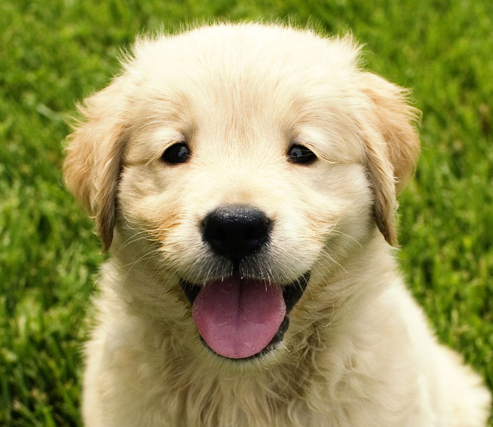 cute smiling golden retriever puppy 