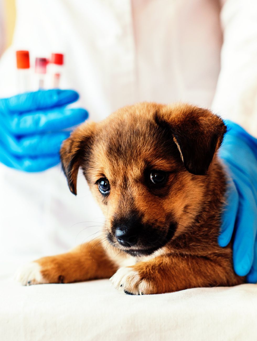 A veterinarian at 4 Pets Animal Clinic, serving Tamarac, Coral Springs, North Lauderdale, and surrounding Florida areas, collects a blood sample from a puppy for in-house laboratory testing.