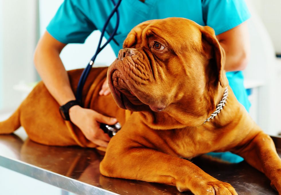 mastiff dog being checked by a vet