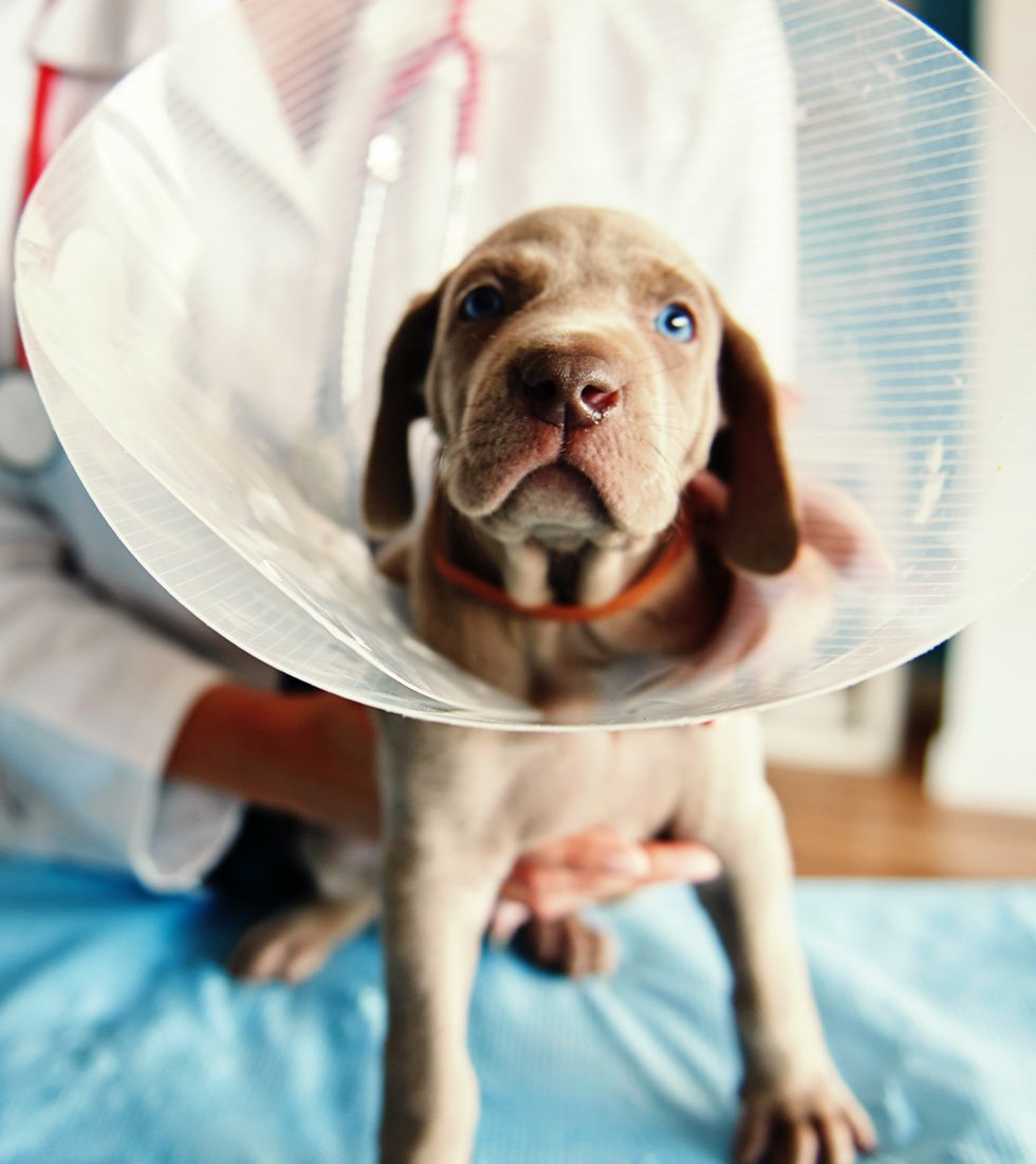 cute puppy with a cone on its neck