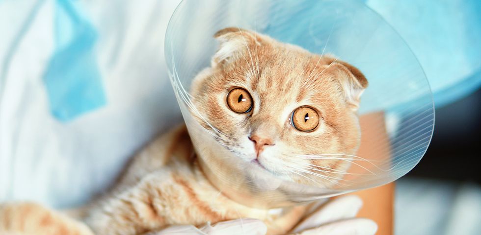 A cat goes home from cat spay surgery with a cone provided by 4 Pets Animal Clinic, serving  Tamarac, Coral Springs, North Lauderdale, and surrounding Florida areas.