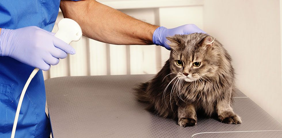 A cat visits 4 Pets Animal Clinic, which serves  Tamarac, Coral Springs, North Lauderdale, and surrounding Florida areas, to receive a pet ultrasound.