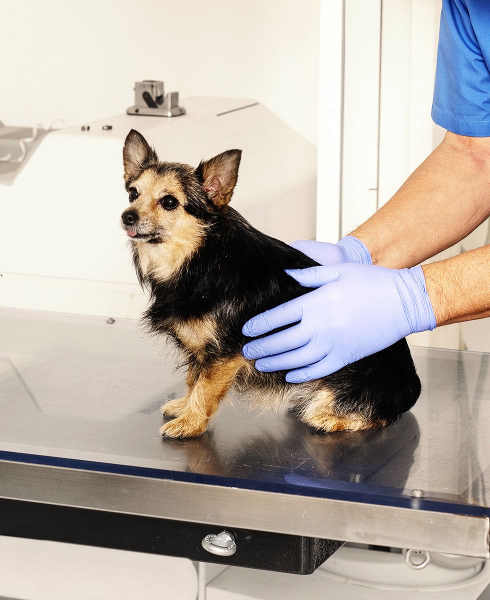 dog on ultrasound table ready to be check
