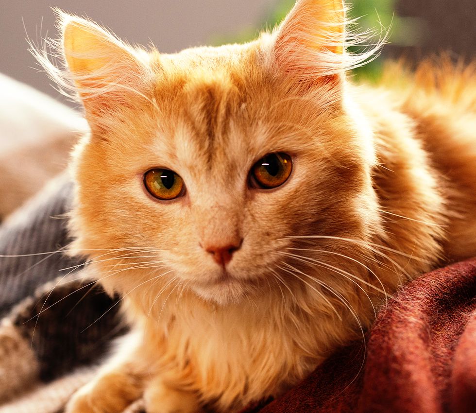 gray british shorthair cat with yellow eyes
