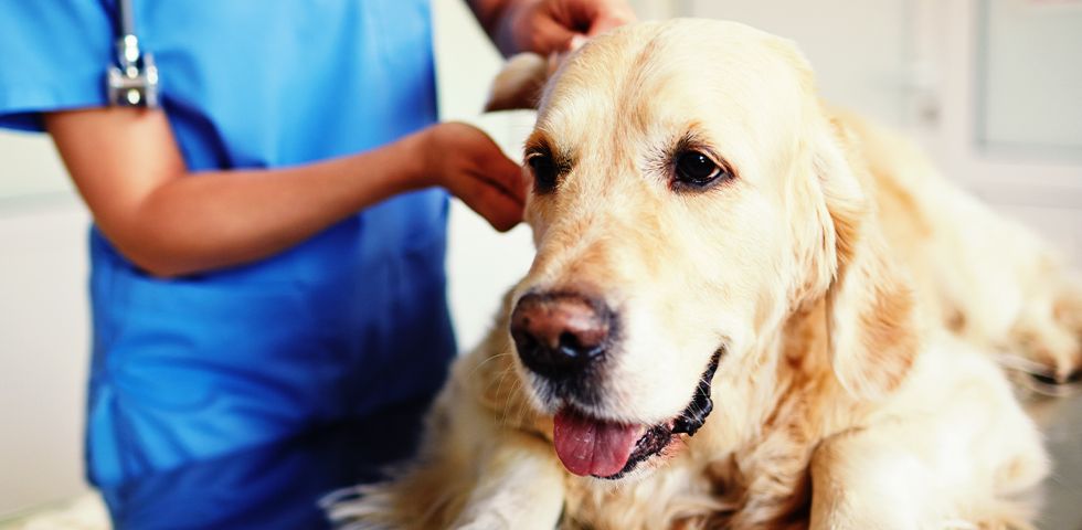 At 4 Pets Animal Hospital, serving Tamarac, Coral Springs, North Lauderdale, and surrounding Florida areas, a veterinarian administers pet vaccinations to a golden retriever.