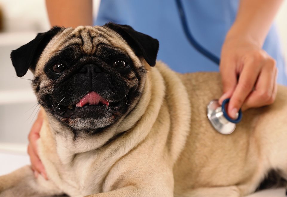 vet listening to pug dog's lungs with a stethoscope