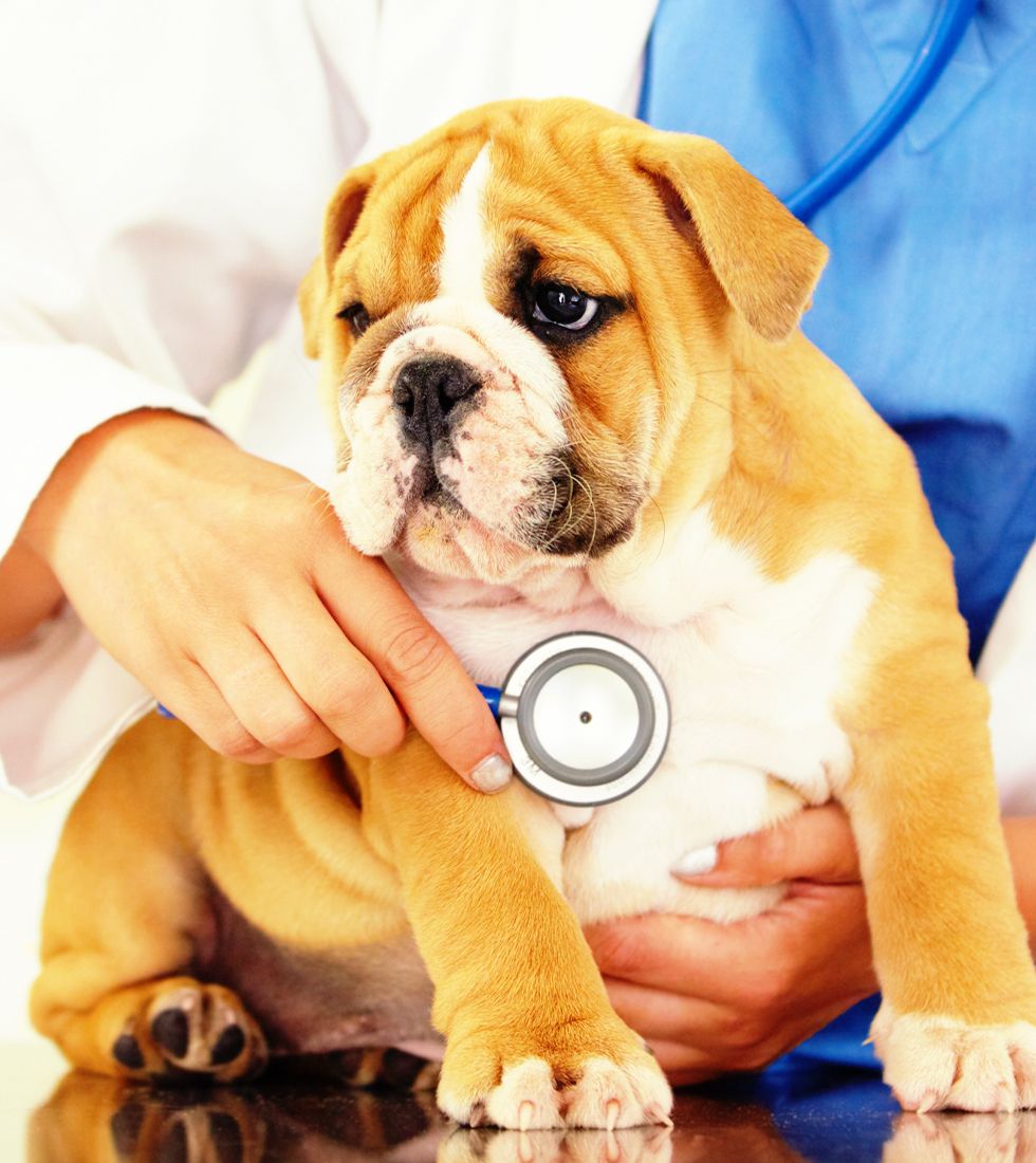 A 4 Pets Animal Hospital veterinarian serving Tamarac, Coral Springs, North Lauderdale, and surrounding Florida areas performs a pet wellness exam on a bulldog.