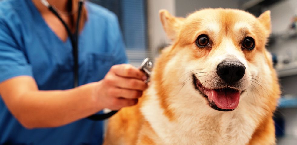 vet checking a corgi dog