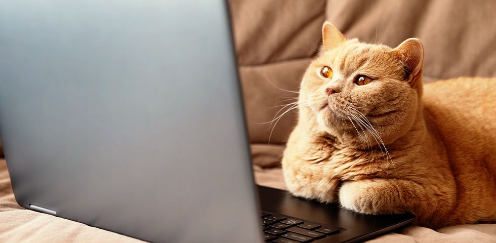 fluffy cat sitting on a laptop
